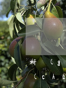 新規(guī)速遞|《知識(shí)產(chǎn)權(quán)認(rèn)證管理辦法》正式施行